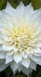 Георгин Флёрель (1шт) (Волжский Сад) - Сезон у Дачи