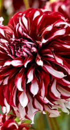 Георгин Икс Фактор (1шт) (Волжский Сад) - Сезон у Дачи