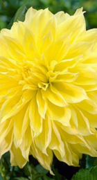 Георгин Кельвин Флудлайт (1шт) (Волжский Сад) - Сезон у Дачи