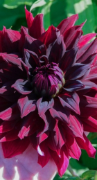 Георгин Рип Сити (1шт) (Волжский Сад) - Сезон у Дачи