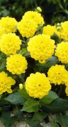 Георгин Сиса (1 шт) Волжский Сад - Сезон у Дачи