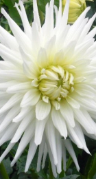 Георгин Ту-Ту (1 шт) Волжский Сад - Сезон у Дачи