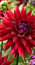 Георгин Уиттеманс Бест (1шт) - Сезон у Дачи