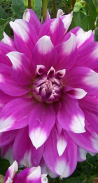 Георгин Жан Марэ (1шт) (Волжский Сад) - Сезон у Дачи