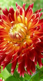 Георгина Акита - Сезон у Дачи