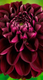 Георгина Арабиан Мистери - Сезон у Дачи