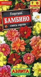 Георгина Бамбино (Аэлита) - Сезон у Дачи