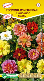 Георгина БАМБИНО изменчивая смесь (Евросемена) - Сезон у Дачи