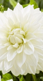 Георгина Буллс Прайд - Сезон у Дачи