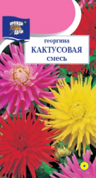 Георгина Кактусовая смесь (УУ) - Сезон у Дачи