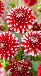 Георгина Литл Тайгер шаровидная 1шт - Сезон у Дачи