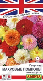 Георгина Махровые помпоны (Аэлита) - Сезон у Дачи