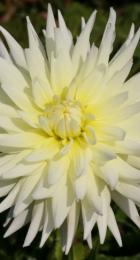 Георгина Май Лав кактусовая 1шт - Сезон у Дачи