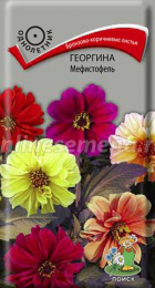 Георгина Мефистофель (Поиск) - Сезон у Дачи