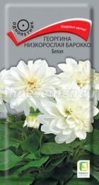 Георгина низкорослая Барокко Белая (Поиск) - Сезон у Дачи