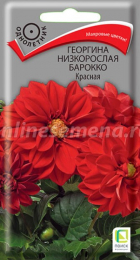Георгина низкорослая Барокко Красная (Поиск) - Сезон у Дачи
