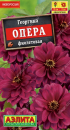 Георгина Опера фиолетовая (Аэлита) - Сезон у Дачи