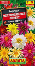 Георгина Ошеломляющий эффект смесь - Сезон у Дачи