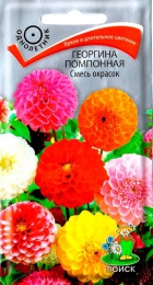 Георгина Помпонная смесь окрасок - Сезон у Дачи