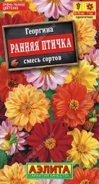 Георгина Ранняя птичка смесь (Аэлита) - Сезон у Дачи
