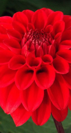 Георгина Ред Кэп шаровидная 1шт - Сезон у Дачи