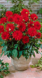 Георгина Ред Пигми кактусовая 1шт - Сезон у Дачи