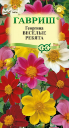 Георгина Веселые ребята (Гавриш) - Сезон у Дачи