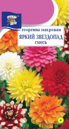 Георгина Яркий звездопад смесь (УУ) - Сезон у Дачи