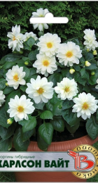 Георгины гибридные Карлсон Вайт (Биотехника) - Сезон у Дачи