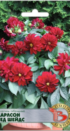 Георгины гибридные Карлсон Ред Шейдс (Биотехника) - Сезон у Дачи