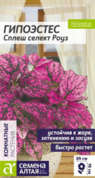 Гипоэстес Сплеш селект Роуз (Сем Алт) - Сезон у Дачи
