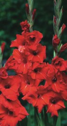 Гладиолус Абсолют - Сезон у Дачи