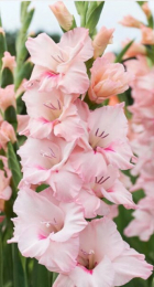 Гладиолус Адреналин (Волжский Сад) - Сезон у Дачи