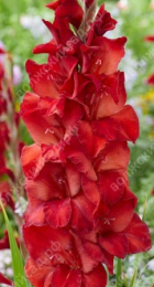 Гладиолус Амига - Сезон у Дачи