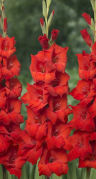 Гладиолус Бонфаер - Сезон у Дачи