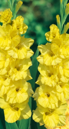 Гладиолус Бра Вал (ВС) - Сезон у Дачи