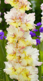 Гладиолус Цера Фирлесс - Сезон у Дачи