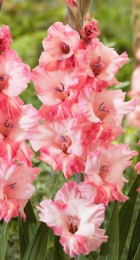 Гладиолус Черри Кенди - Сезон у Дачи