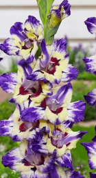 Гладиолус Циркус Колор - Сезон у Дачи