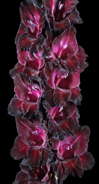 Гладиолус Десять Негритят - Сезон у Дачи