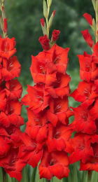 Гладиолус Джоска - Сезон у Дачи