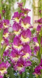Гладиолус Экстраверт (1шт) - Сезон у Дачи
