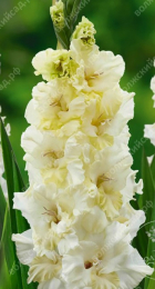 Гладиолус Хэппи Тач (1шт) - Сезон у Дачи