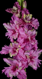 Гладиолус Инопланетянин - Сезон у Дачи