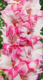 Гладиолус Кавказ - Сезон у Дачи