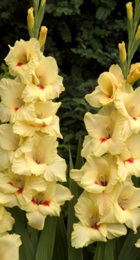 Гладиолус Лопез (1 шт) - Сезон у Дачи