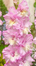 Гладиолус Магнета Принцесс (ВС) - Сезон у Дачи