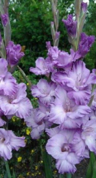 Гладиолус Милка (Волжский Сад) - Сезон у Дачи