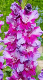 Гладиолус Перпл Арт (ВС) - Сезон у Дачи
