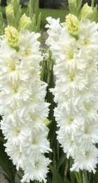 Гладиолус Сера Суммум (Волжский Сад) - Сезон у Дачи